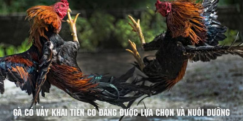 Gà có vảy khai tiền có đáng để sư kê chọn lựa và nuôi dưỡng?